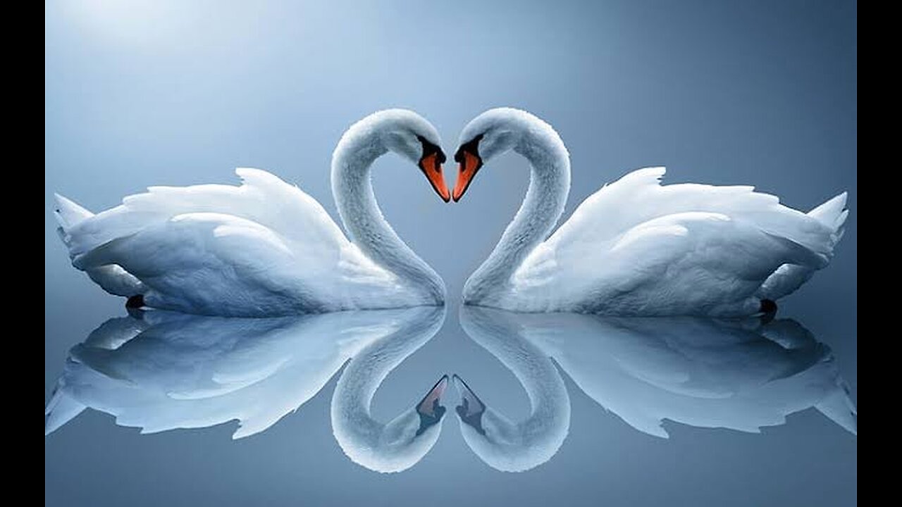 "Whispers of Tranquility: A Swan's Journey Through Reflections" #69