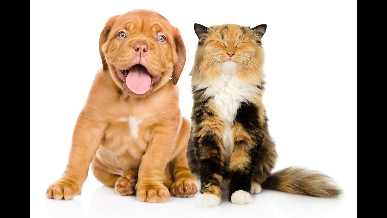 Funny dogs and cats video 2023 🤣🤣🤣🐕🐈