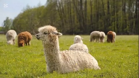 curiosidades sobre las alpacas