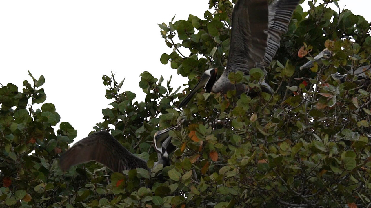 Pelicans Fighting