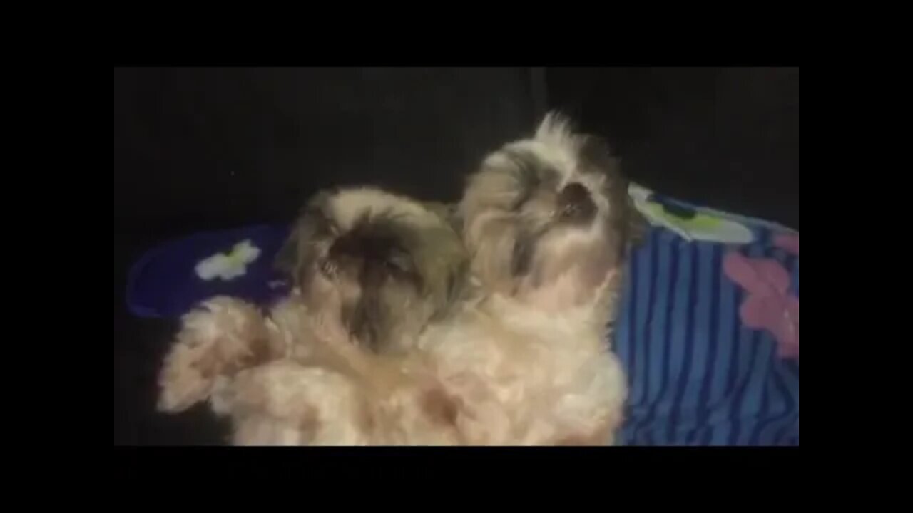 Shih Tzu Cute Puppies: Shih Tzu Sleepy heads