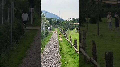 Corgi’s.. 😅 #shorts #LuxubuFamily