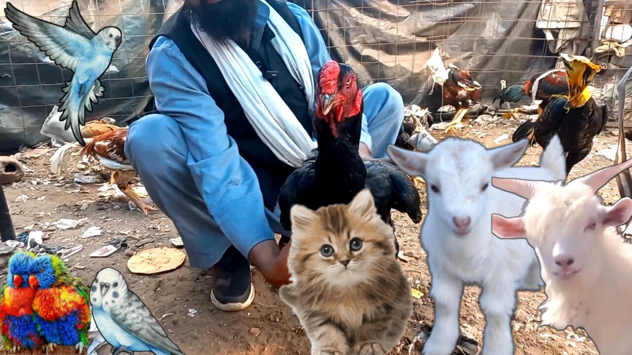 jama masjid bird market😍😍😍|| cheapest bird market in delhi|| aseel murga| goat| persian cat