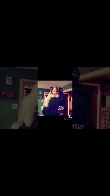 A Man And His Cute Female SHELTIE