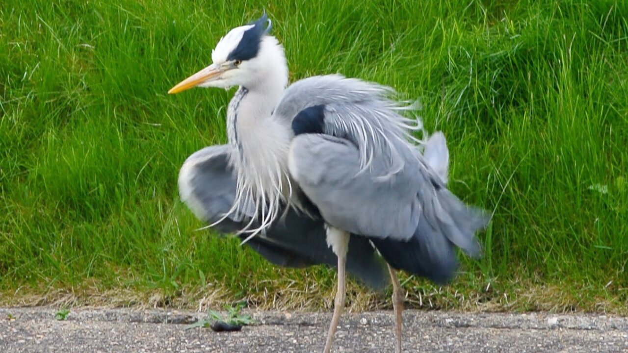 Beautiful Grey Heron Ruffles Feathers then Climbs Stairs!