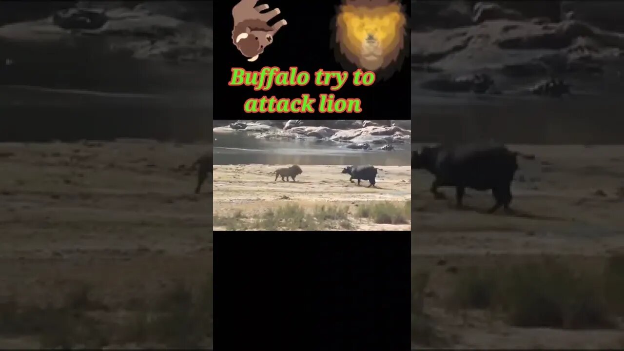 Buffalo try to attack lion 🦁#shorts #youtubeshorts #shortvideo