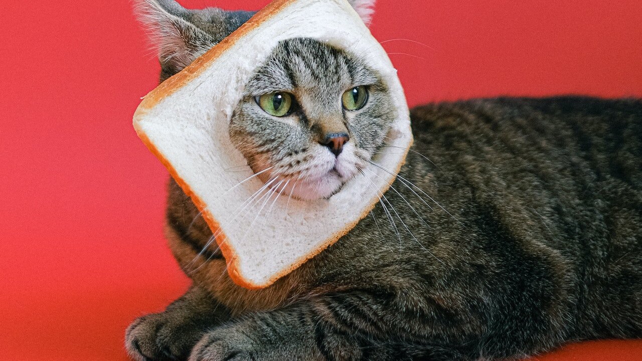 Try Not To Laugh - Cute and Funny Pets