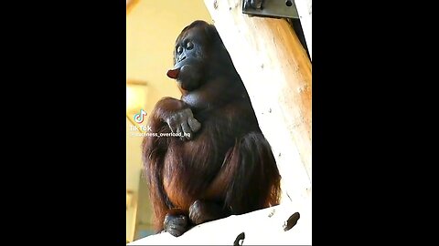 Monkey funny video