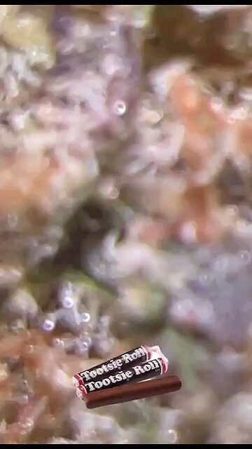 Tootsie Roll [Weed Strain] Crazy Thrichomes THC