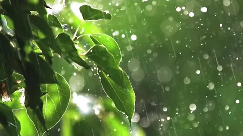 7 minutes - Relaxing rain, birds and leaves calming sounds for 7 minutes