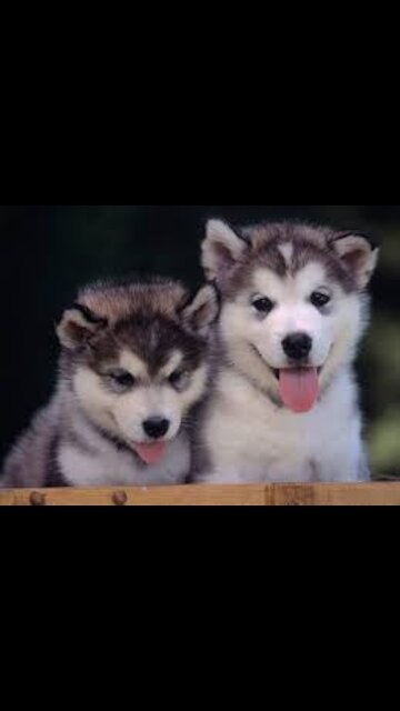 #shorts cute dog videos