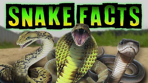 Snake Facts!