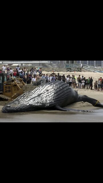 Largest animal on the planet