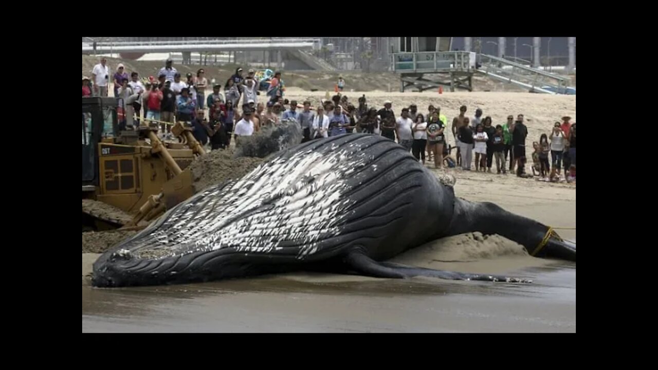 Largest animal on the planet