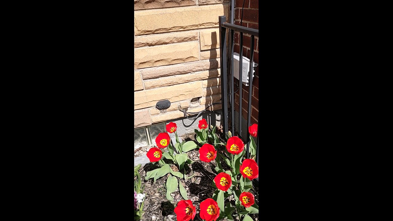 Red tulips on a sunny day