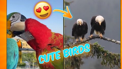 Cute Birds video . Animals Funny Video. Animals Video