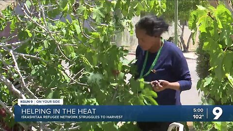 Heat impacts the harvest of a local refugee organization