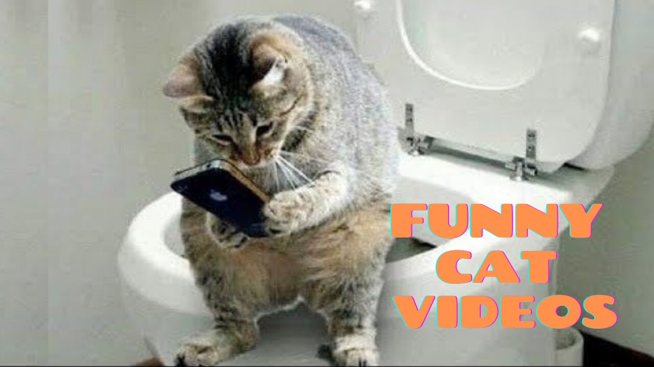 Funny and Cute Cat's Life 👯😺 Cats and Owners are the best friends Videos