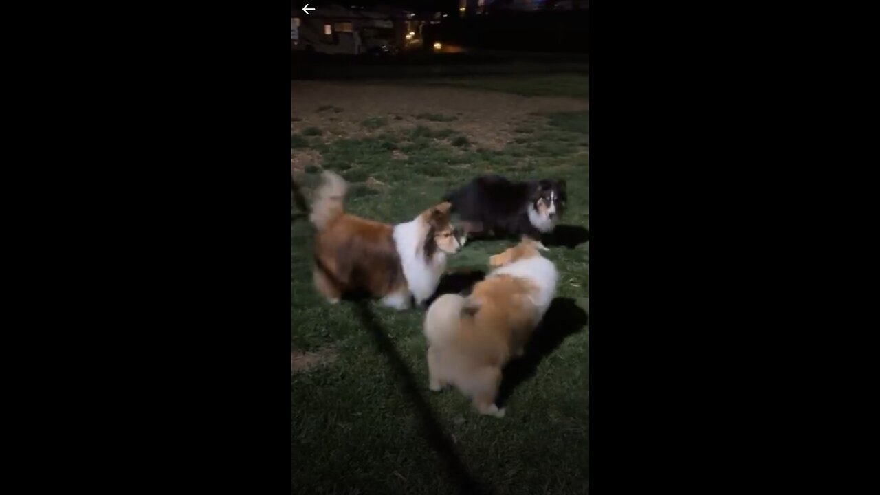 Wyndsong Shelties at the ASSA National