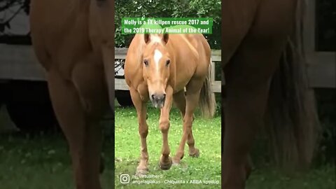 Trauma rescue horse became Therapy Animal of the Year! #shorts #killpenrescue #therapyhorse #nj