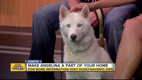 Rescues in Action: Make Angelina a part of your family