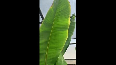 Mollie Engelhart - Growing Banana Trees in a Greenhouse Setting