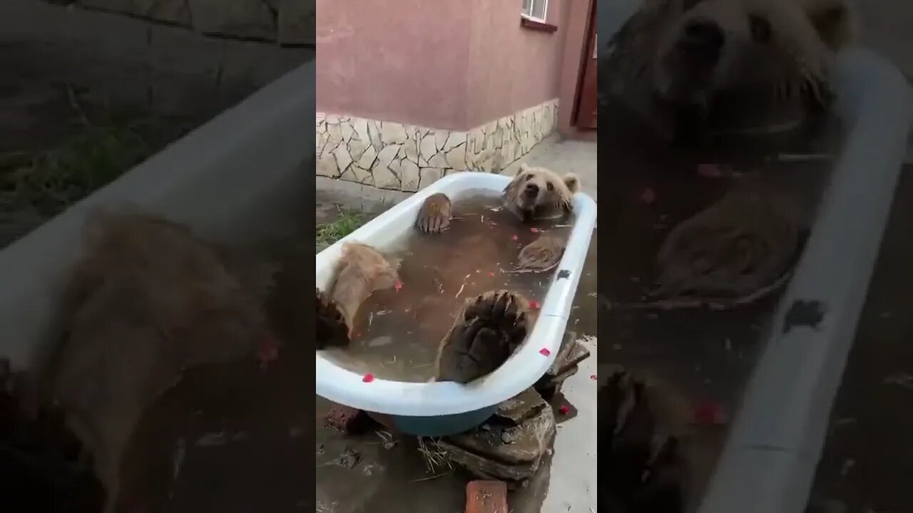 Bear Taking a Bath