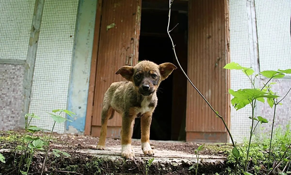 Dogs in Chernobyl? Real or fake