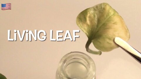 Living Leaf