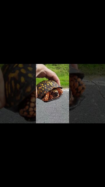 Mountain turtle in the road