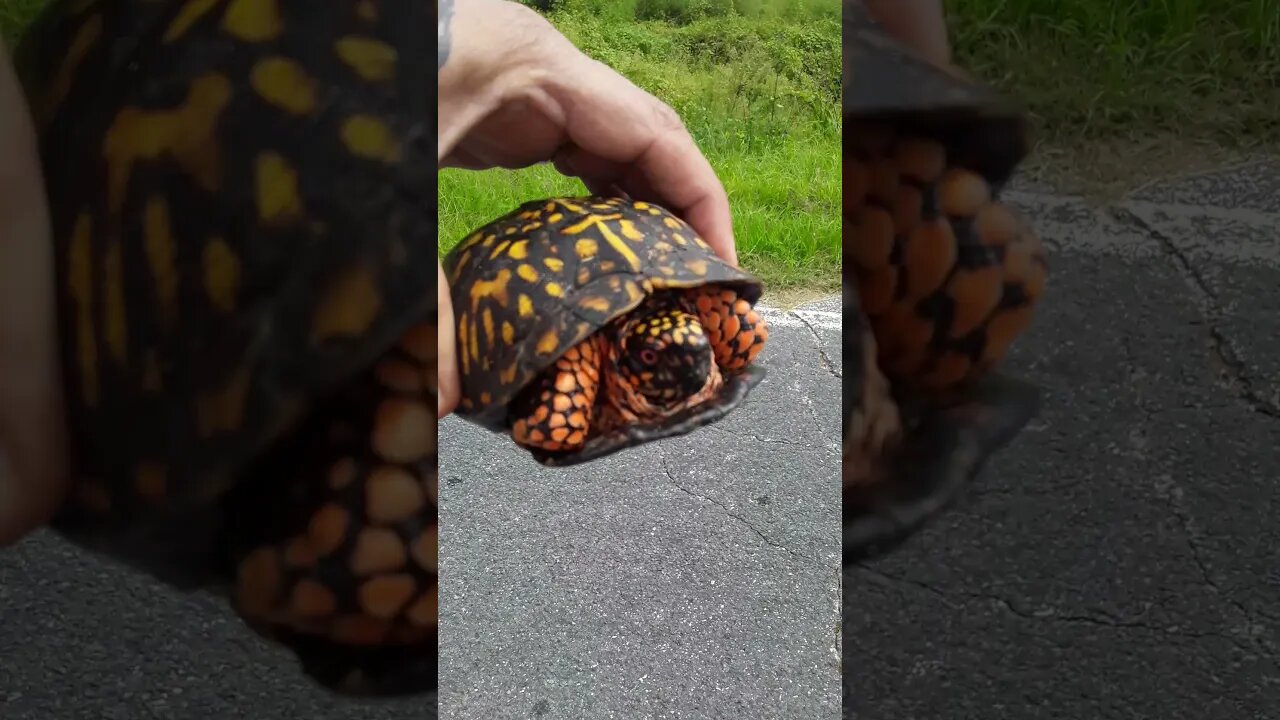 Mountain turtle in the road