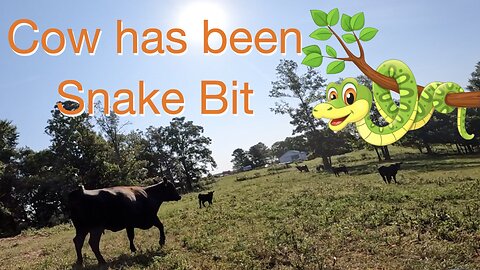 Cow Has Been Snake Bit