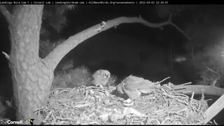 Mom Returns For a Snake Snack 🦉 3/4/22 22:34