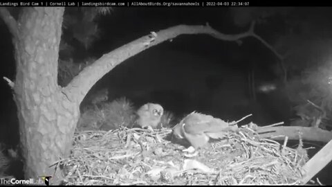 Mom Returns For a Snake Snack 🦉 3/4/22 22:34