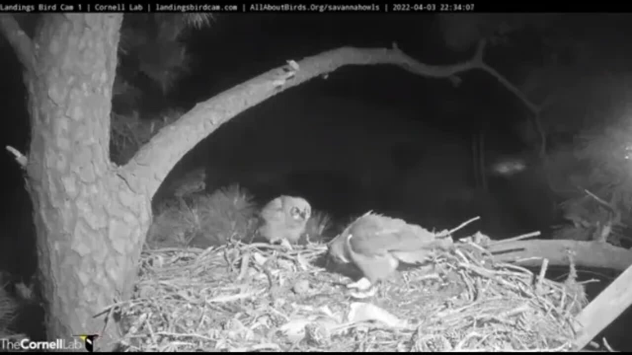 Mom Returns For a Snake Snack 🦉 3/4/22 22:34