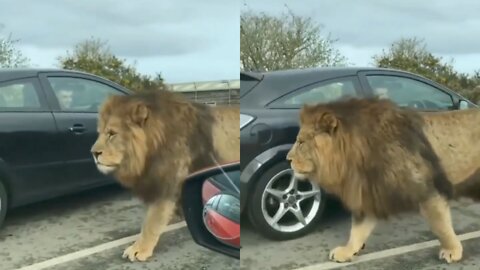 Big male lion walking on the road next to a car