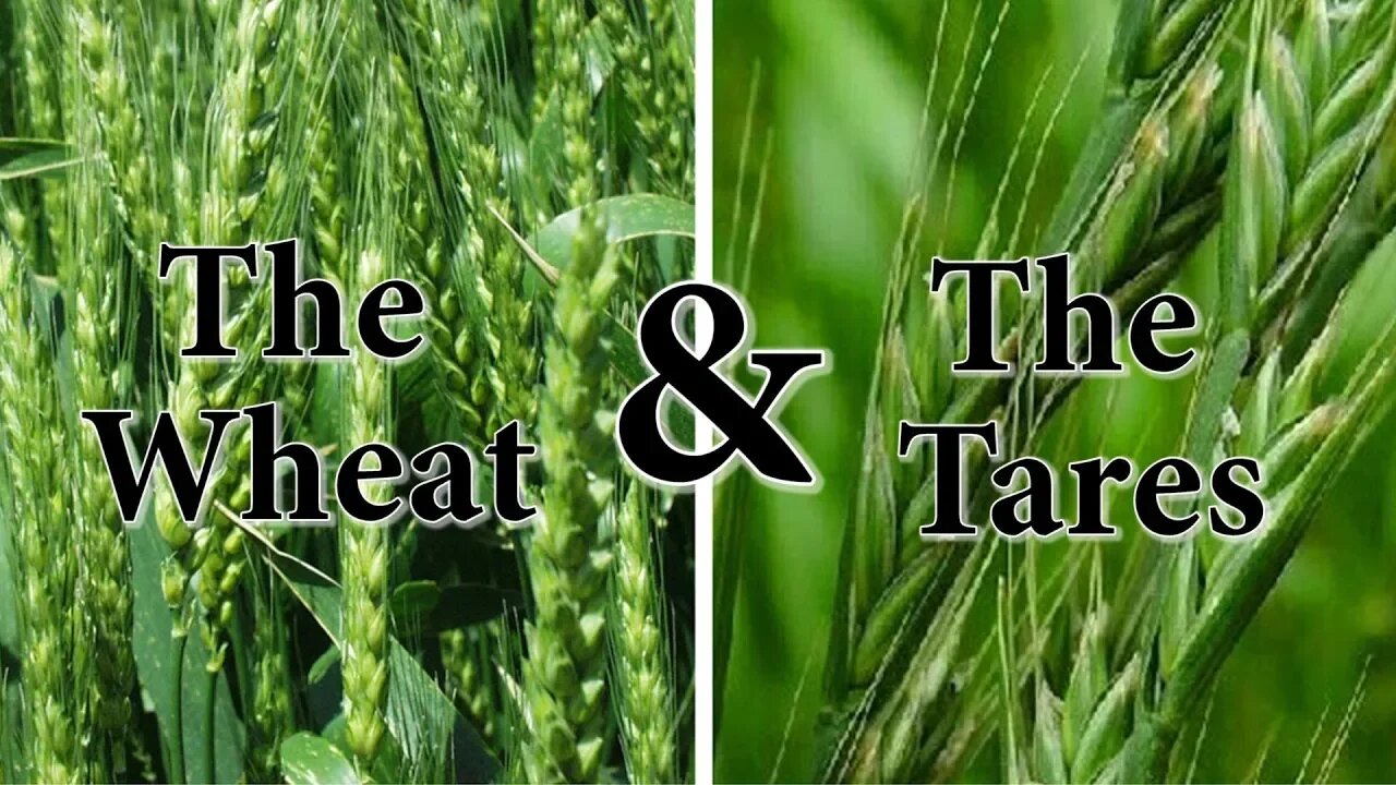 08/15/2019 The Watchman News Monologue - It's Past Time To Separate The Wheat & The Tares