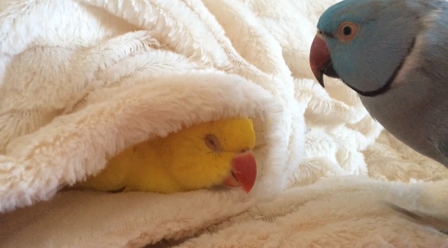 Lazy parrot refuses to get out of bed