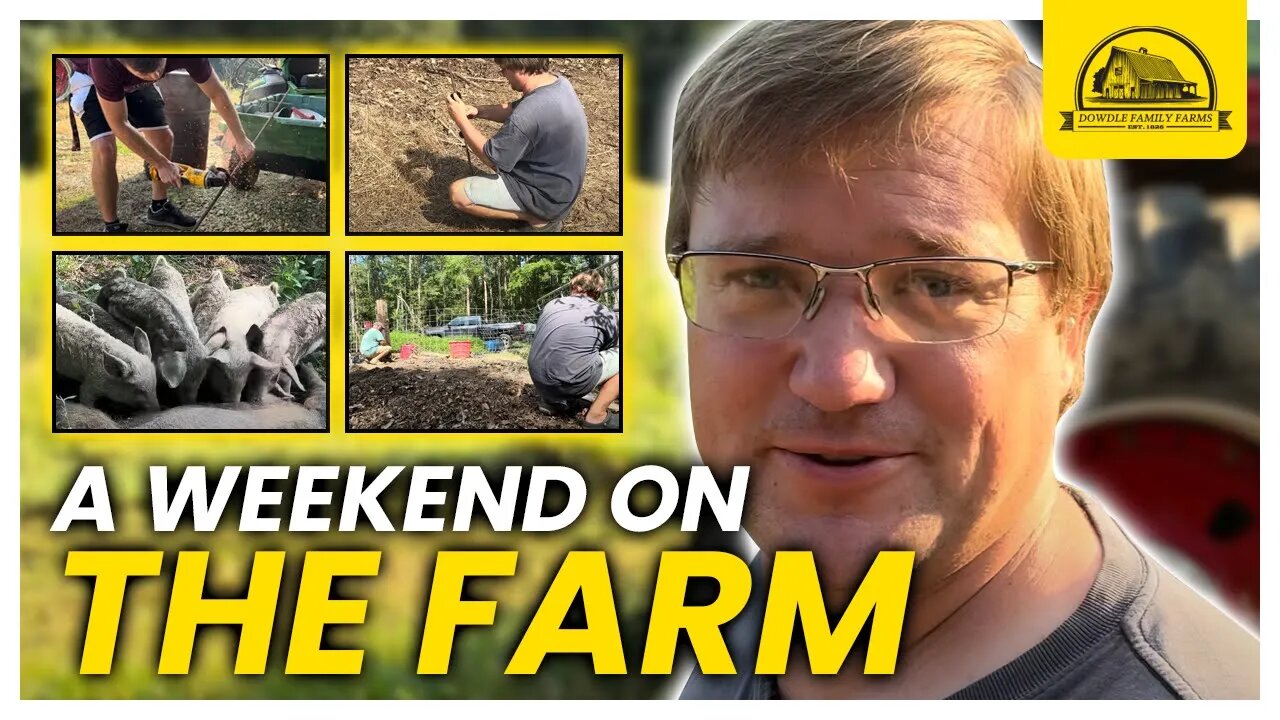 An Actual Weekend on the Farm: Catching Pig and Fixing Tractor