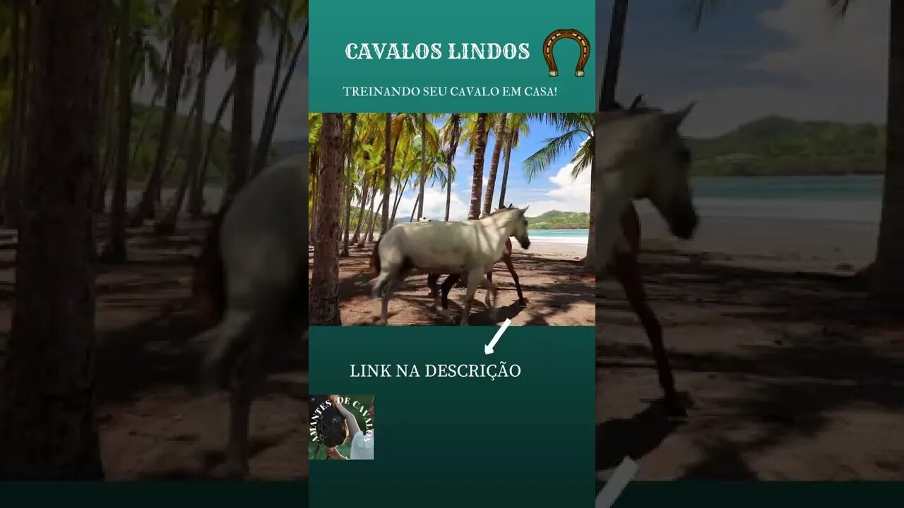 CAVALOS LINDOS ,