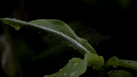 rain drop leaf