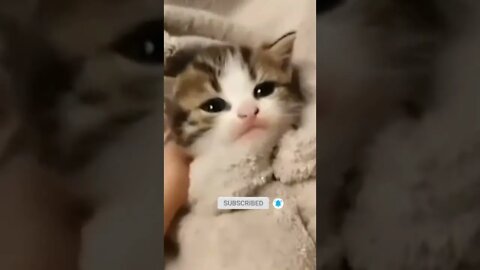 cute cat videos 😹 funny videos 😂😻