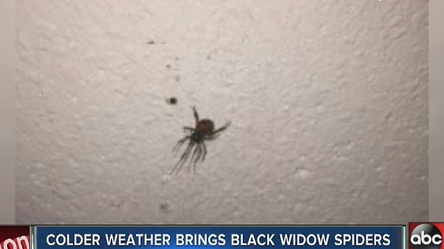 Colder temperatures forcing black widows into homes
