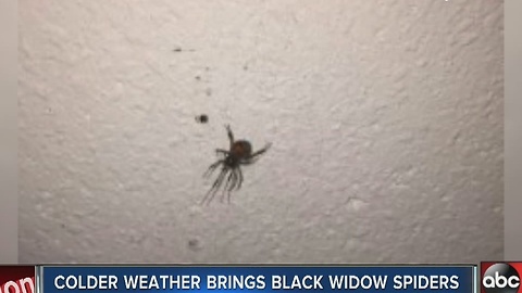 Colder temperatures forcing black widows into homes