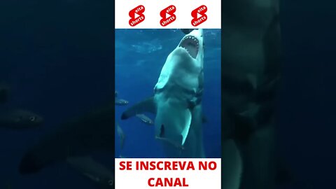 Cuidado com o tubarão #shorts