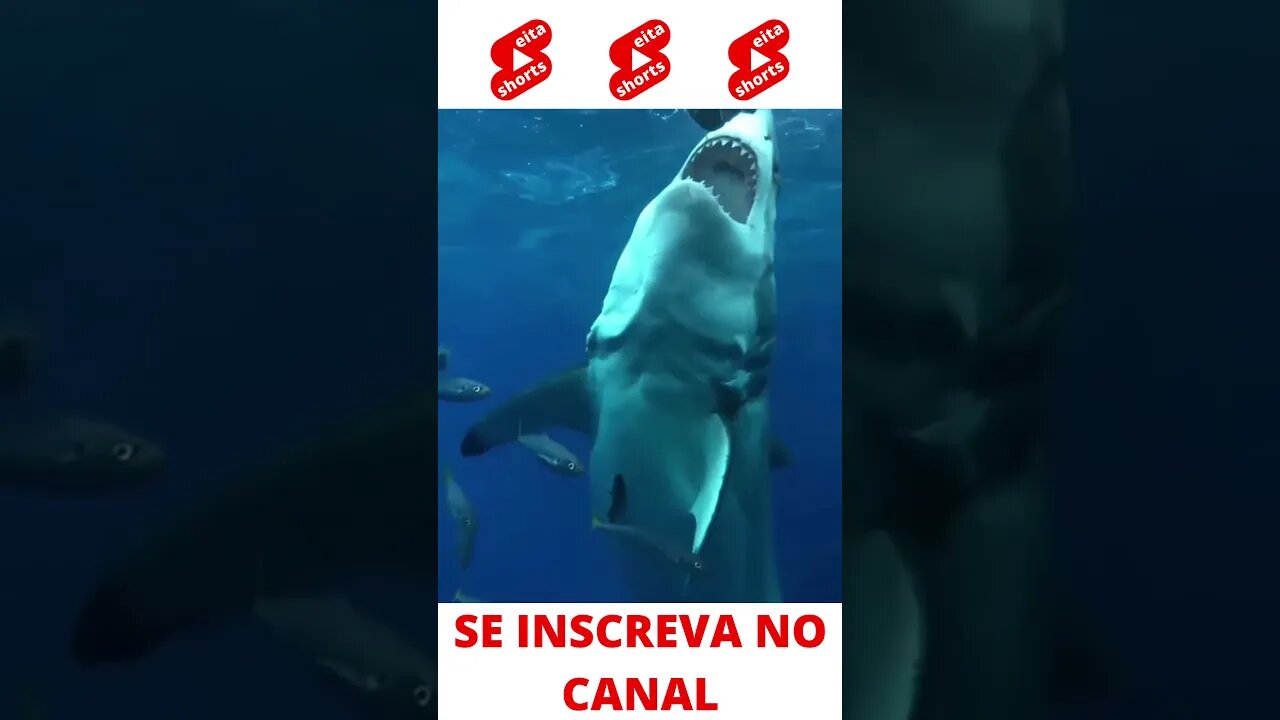 Cuidado com o tubarão #shorts