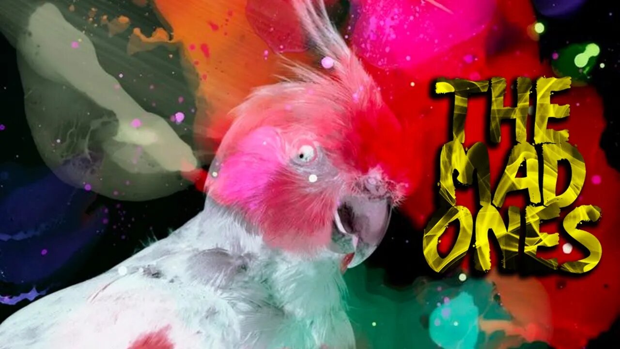 Episode 79 - Time Parrots and Perky Biscuits