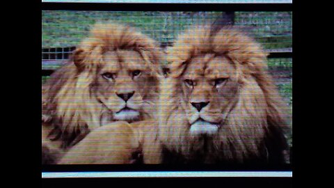 SO SHOULD YOU FEEL SORRY FOR THEM WHEN IT GETS WORSE?- ENDURE THESE LAST DAYZ! BA 2