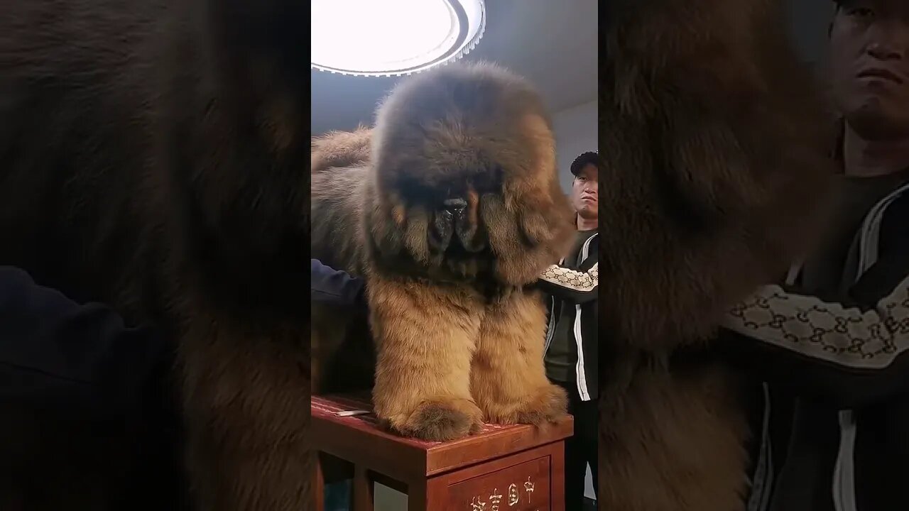 This Tibetan mastiff is huge!😳 #SHORTS