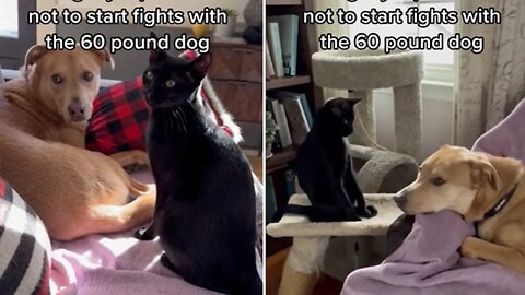 In all honesty, a dark feline assaults 3 imposing canines